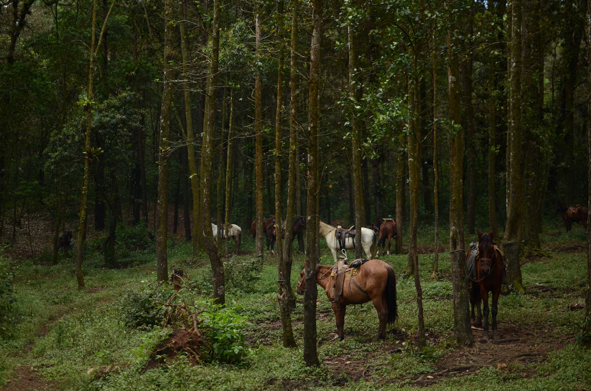 A serene forest scene featuring several horses grazing among tall trees. The lush greenery and dappled sunlight create a peaceful atmosphere.