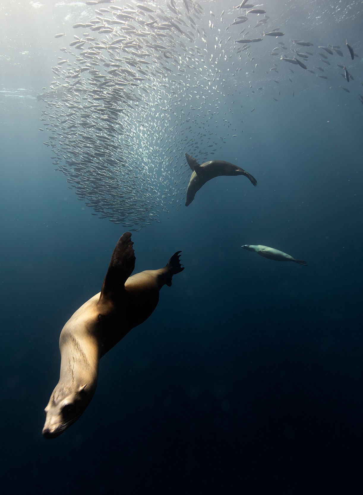A sea lion swims gracefully through deep blue water, with two others nearby and a large school of small fish swirling above them. Sunlight filters through the water, creating a serene underwater scene.