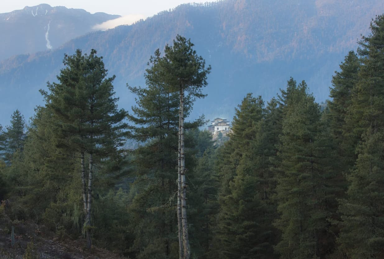A distant house is nestled among tall evergreen trees on a mountainous landscape, with misty peaks in the background. The scene is tranquil and natural, showcasing a green forest setting.