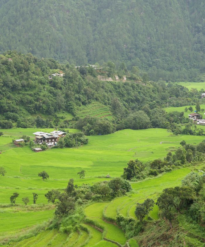 Lush green rice terraces cascade down a hillside, interspersed with clusters of trees. A single dark building is nestled among the vibrant fields, set against a backdrop of rolling hills and dense forest.