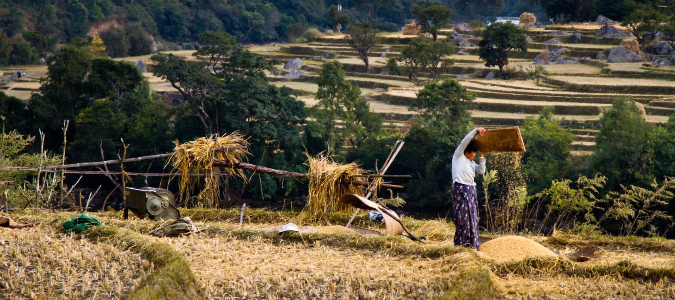 A person in traditional clothing harvests rice in a terraced field, surrounded by lush greenery and distant hills. The scene showcases the agricultural landscape with golden straw scattered on the ground.