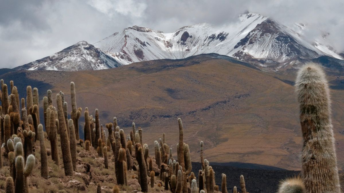 A rugged landscape featuring towering cacti in the foreground, with snow-capped mountains rising in the background under a cloudy sky.