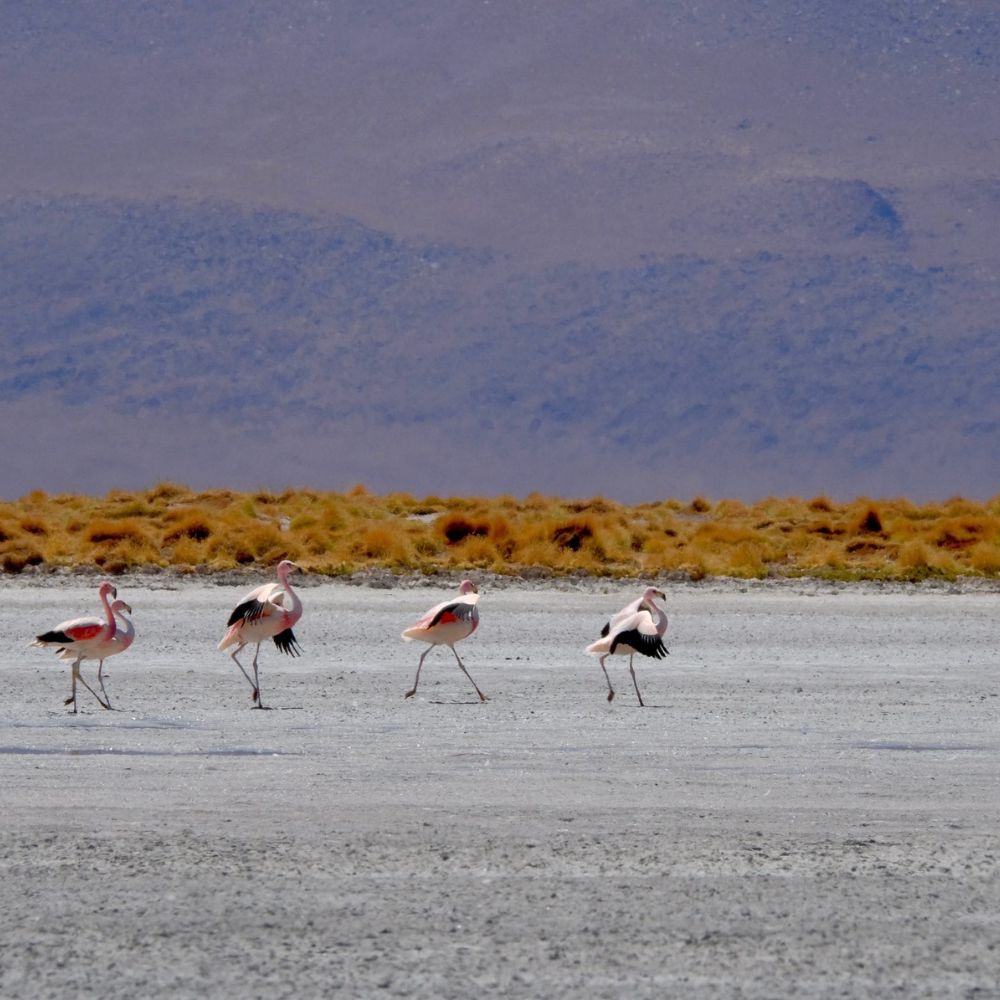 A group of flamingos walking across a dry, barren landscape with distant mountains in the background.