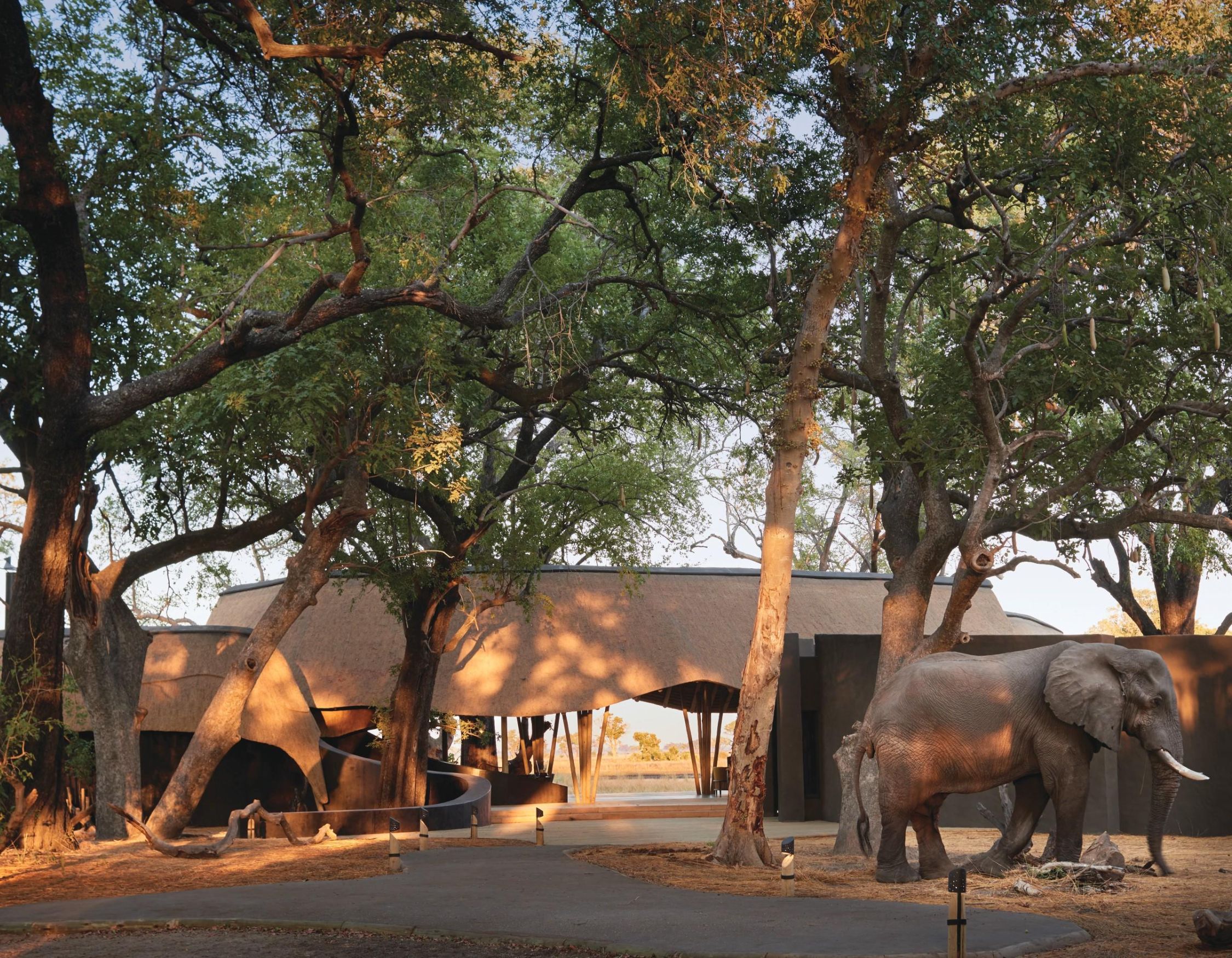 An elephant approaches a modern structure nestled among lush trees, with warm sunlight filtering through the leaves. The scene captures a blend of nature and architecture.