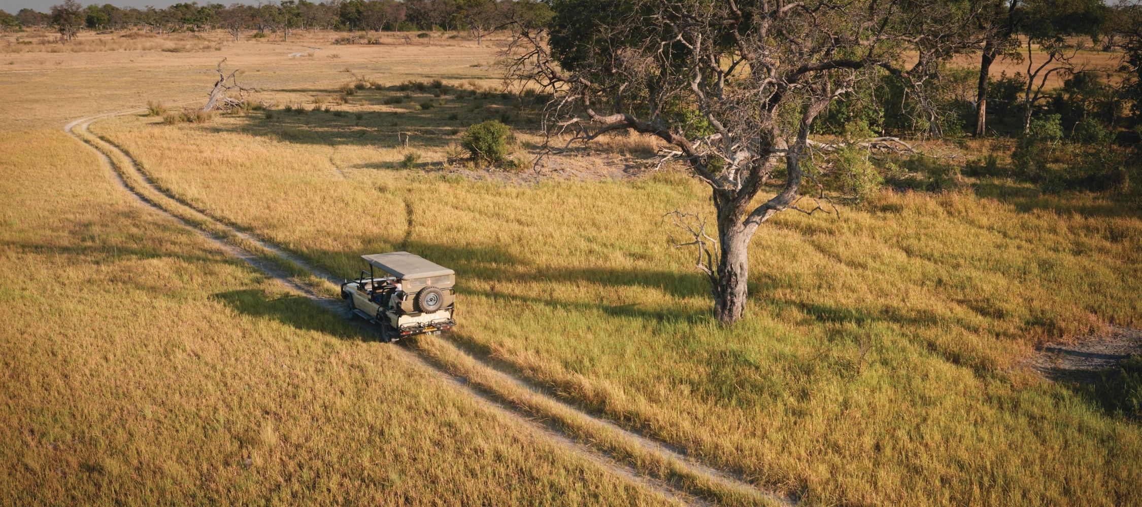 A safari vehicle driving along a narrow dirt track through a golden grassy landscape, with a large tree visible in the distance.