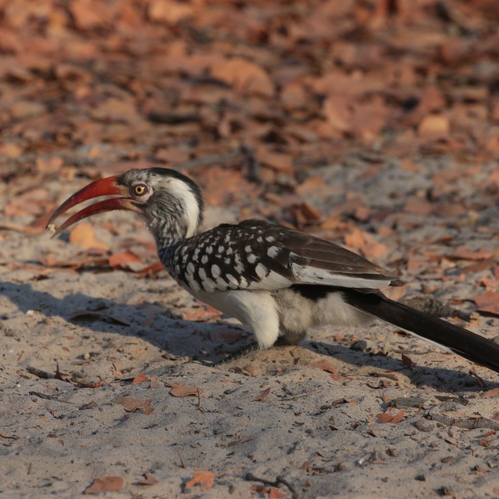 A hornbill bird with a striking red bill and a spotted body stands on sandy ground surrounded by dry leaves.