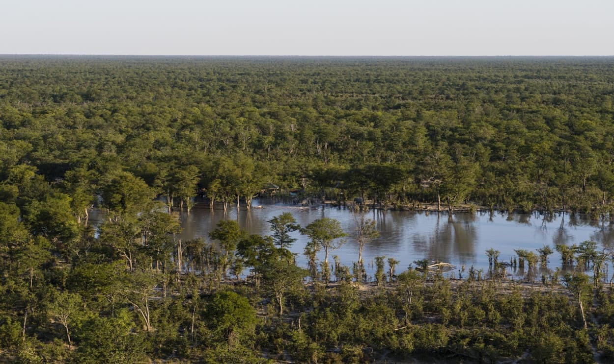 A vast expanse of lush green forest with patches of water reflecting the sky. Trees surround the water, creating a serene and natural landscape.