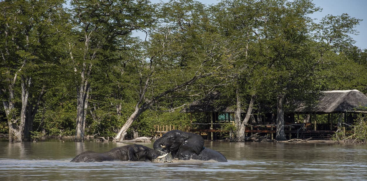Three elephants playfully interact in a river, surrounded by lush green trees and a wooden structure in the background.