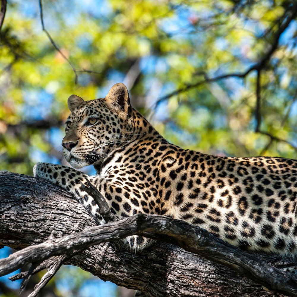 A leopard lounging on a thick branch, gazing thoughtfully. The background features lush green foliage with dappled sunlight filtering through.