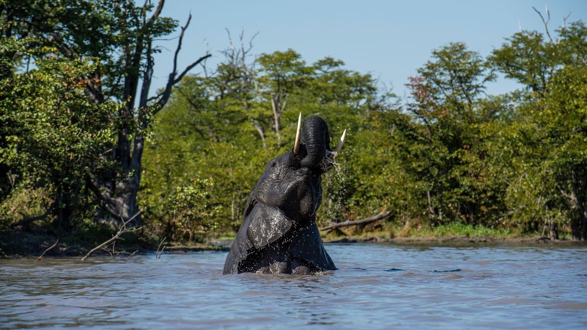 An elephant is partially submerged in water, raising its trunk in a lush, green landscape. The sunlight highlights the water droplets cascading off its body.