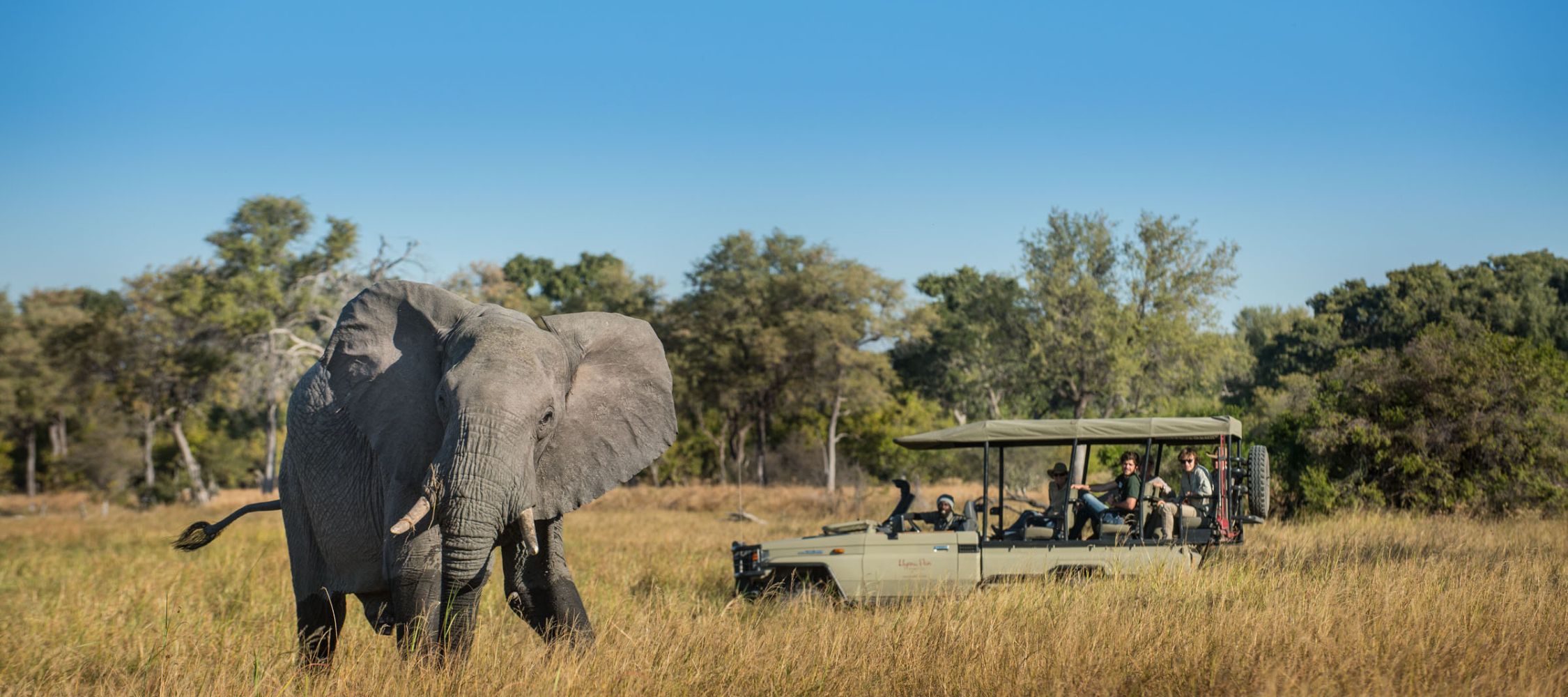 An elephant approaches a safari vehicle, with people observing from inside. The scene is set in a grassy landscape under a clear blue sky.