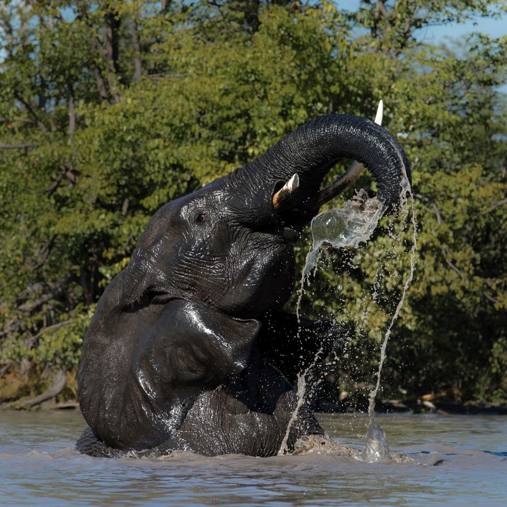 An elephant splashes water with its trunk while partially submerged in a river. Lush green trees surround the scene under a clear blue sky.