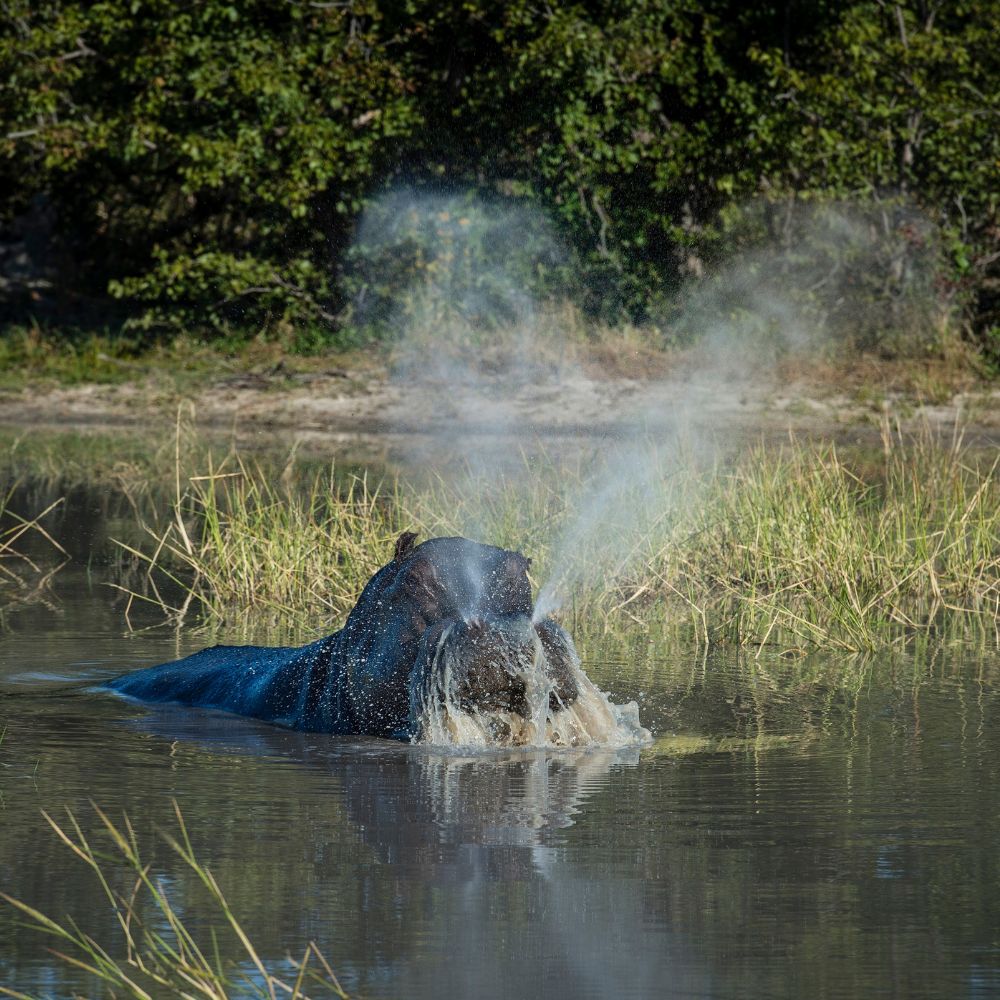 A hippo surfaces in a pond, spraying water as it exhales. Grassy banks surround the calm water, reflecting the scene.