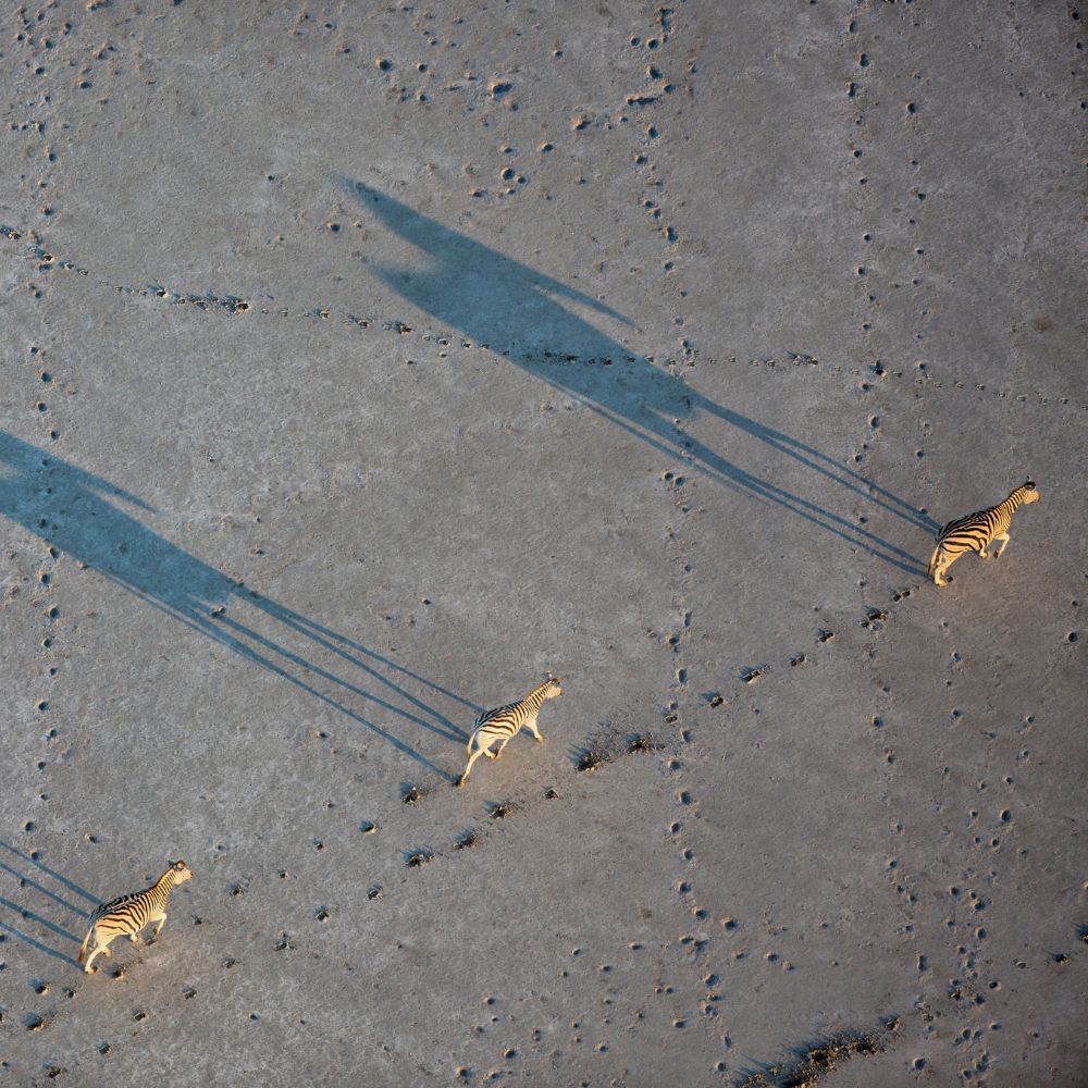 Three tigers walk across a sandy surface, casting long shadows behind them.