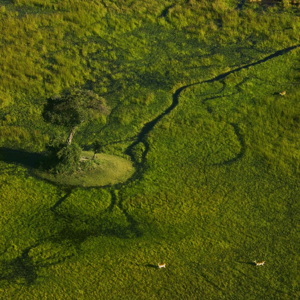 Aerial view of a vibrant green landscape featuring a solitary tree surrounded by grass, with winding paths and two deer grazing in the lower corners.