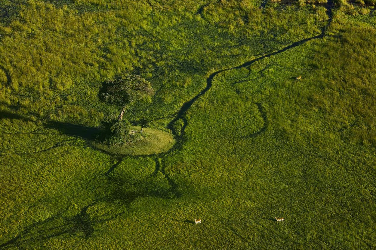 Aerial view of a lush green landscape featuring a solitary tree surrounded by grass, with faint winding water channels and two distant animals grazing nearby.
