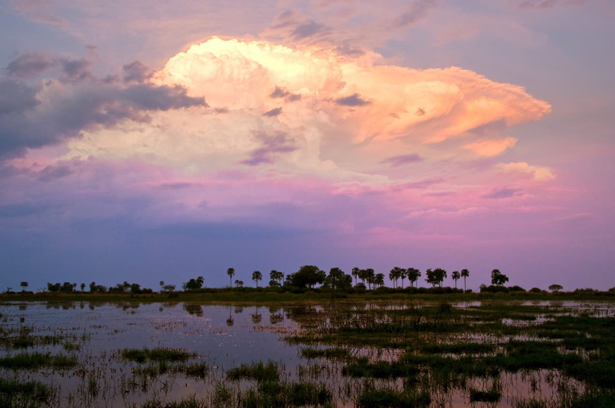 A vibrant sunset sky fills with pink and orange hues above a serene wetland scene, reflecting in the water. Silhouettes of palm trees line the horizon, creating a tranquil atmosphere.