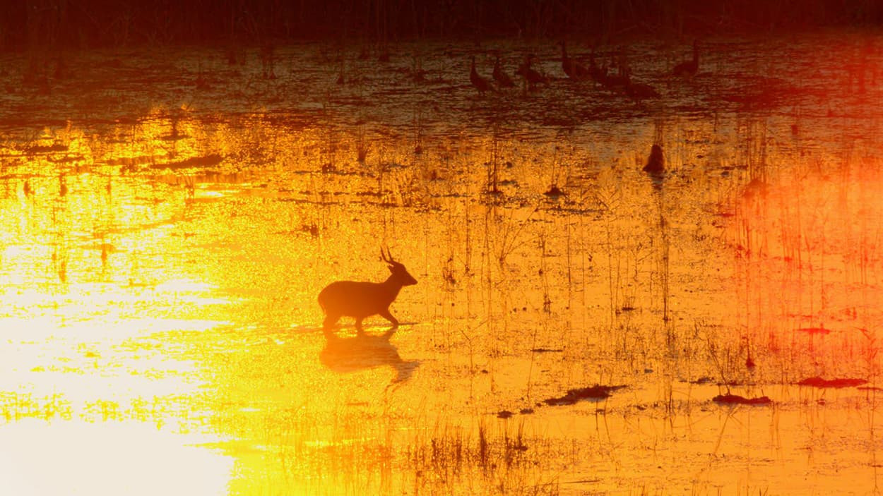 A silhouette of a rabbit stands in a shimmering waterlogged field at sunset, surrounded by soft golden hues and silhouettes of distant birds.