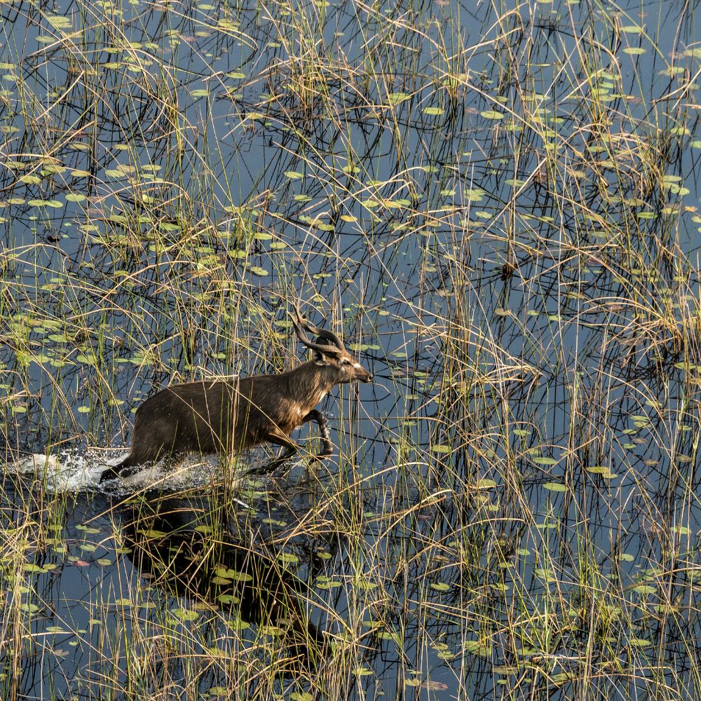 A deer running through shallow water, surrounded by tall grass and aquatic plants. The water reflects the greenery, creating a serene natural scene.