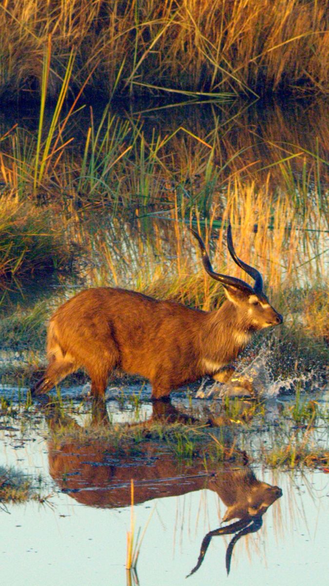 A male waterbuck stands in shallow water, surrounded by tall grasses. Its reflection is visible in the water, highlighting its curved horns and brown coat.