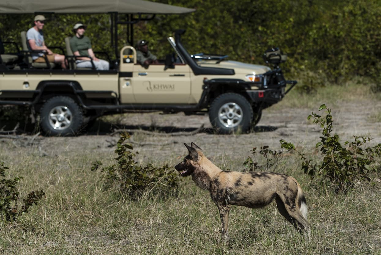 A wild dog stands in a grassy area near a safari vehicle where three people are seated. The vehicle is positioned in the background, surrounded by lush greenery.