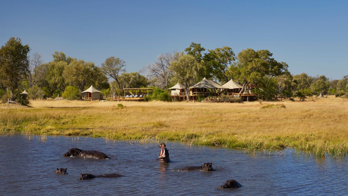 A person stands in shallow water surrounded by several hippos, with a safari camp visible in the background amid a grassy landscape.