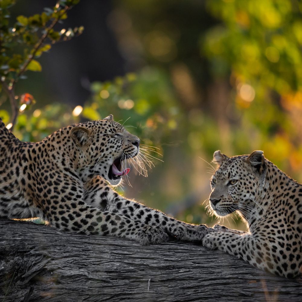 Two leopards rest on a fallen log, one yawning and the other gazing intently. A lush, green background softens the scene, reflecting a serene moment in nature.