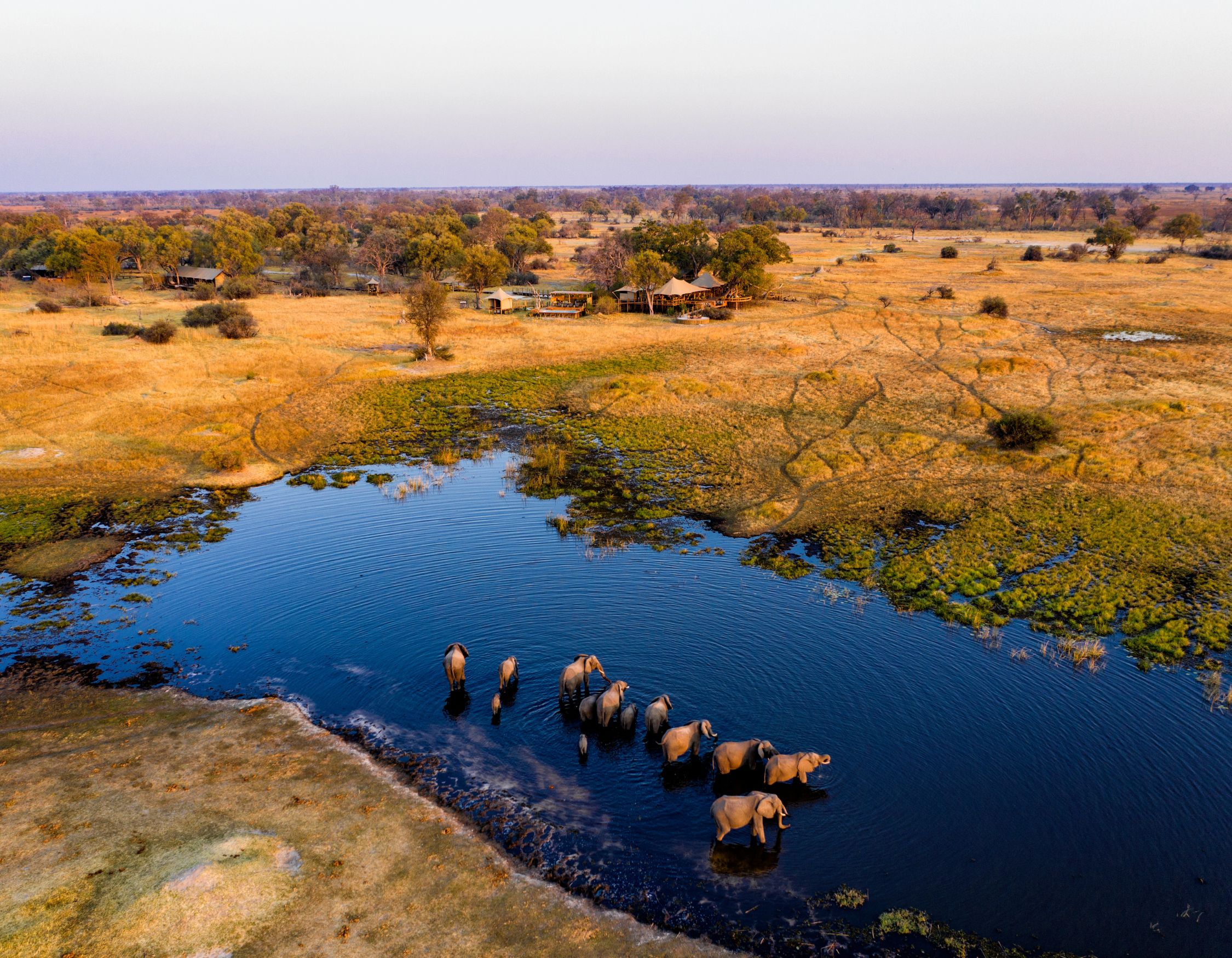A herd of elephants wades through a calm blue waterhole in a golden grassland landscape. Nearby, a rustic lodge is surrounded by trees under a pastel sky.