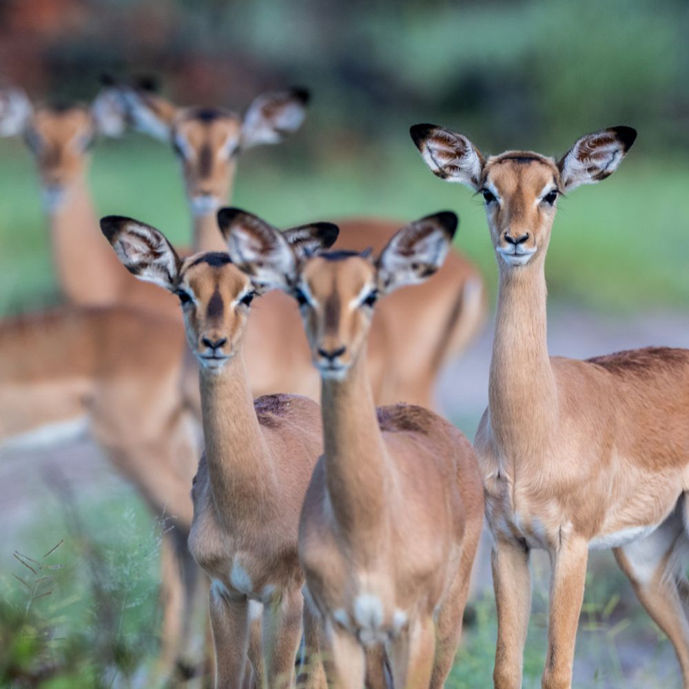 A group of gazelles stands closely together, with several faces clearly visible, showcasing their slender bodies and large ears against a blurred green background.