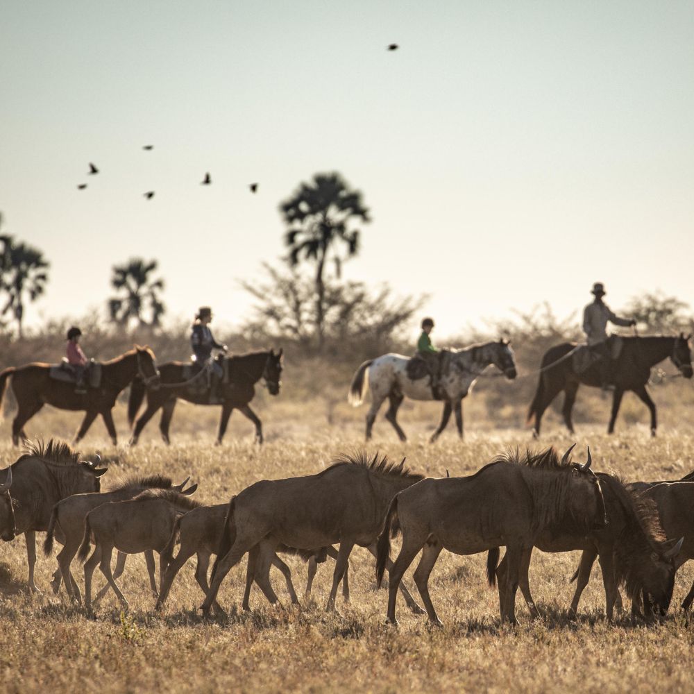 A group of horses and riders pass by a herd of wildebeest in an open landscape. Birds fly overhead against a clear sky, with sparse vegetation in the background.