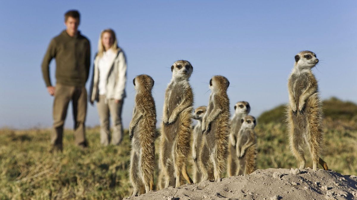 A group of meerkats stands on a mound, alert and curious, while two people observe them in the background. The setting is a sunny landscape with clear blue skies.