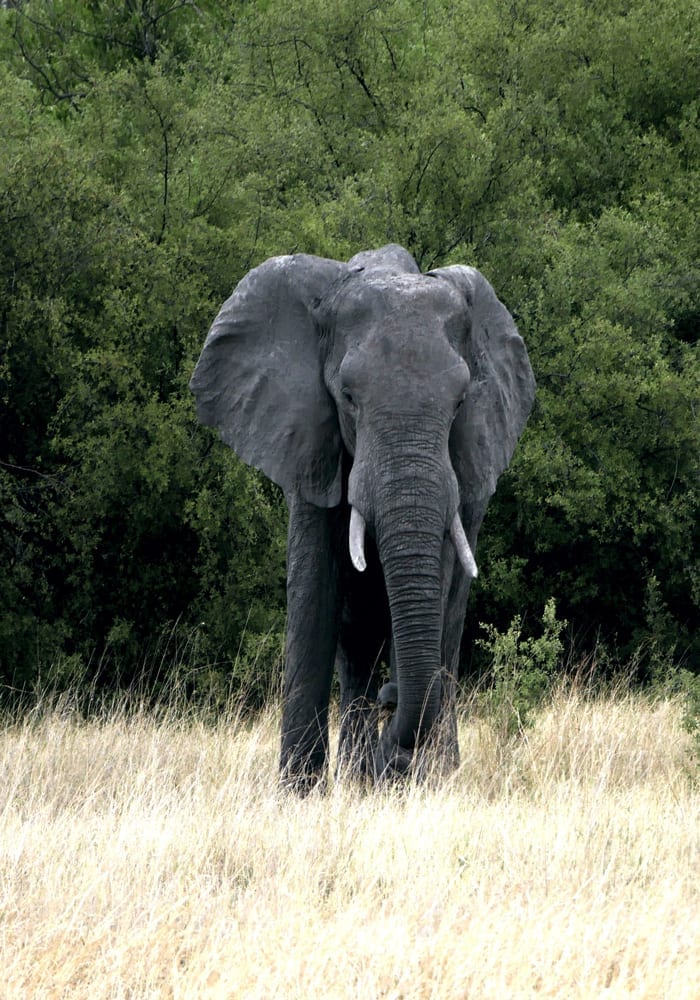 A majestic elephant stands in a grassy area, surrounded by lush green foliage. Its large ears and tusks are prominent, displaying the animal's impressive size.