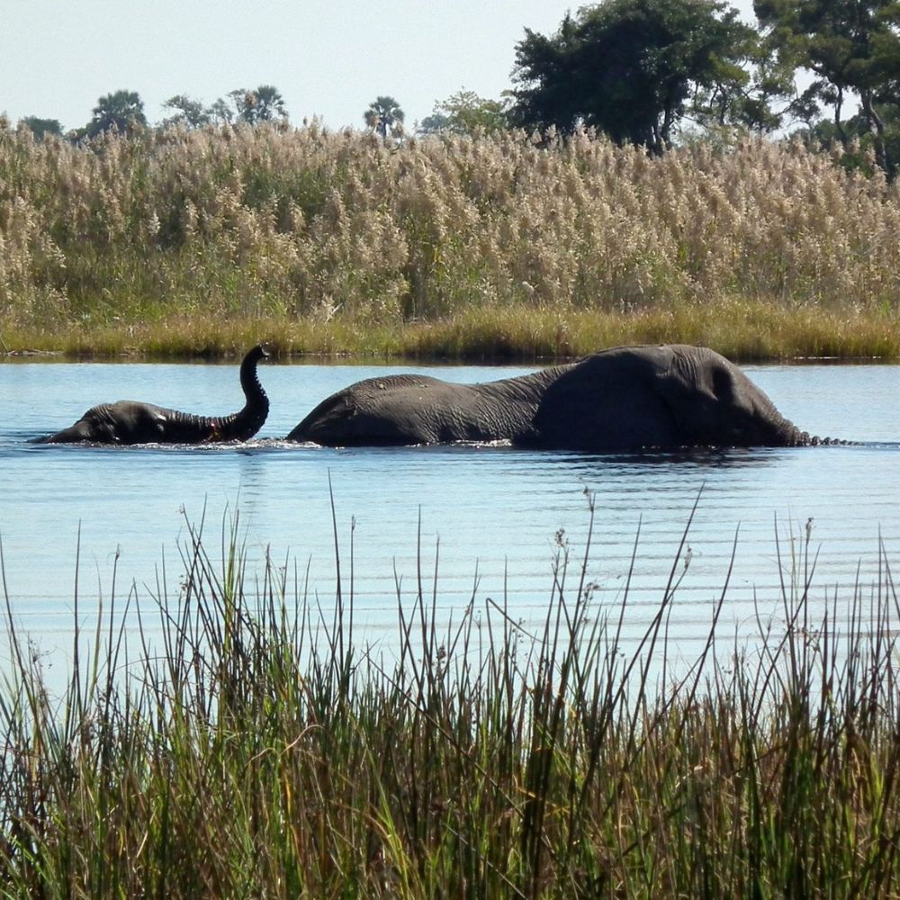 A large elephant and a baby elephant swimming in a calm body of water, surrounded by tall grasses and lush vegetation.