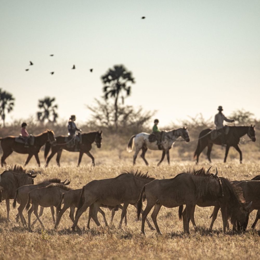 A group of horseback riders follows a herd of wildebeests across an open savannah, with birds flying overhead and palm trees in the background.