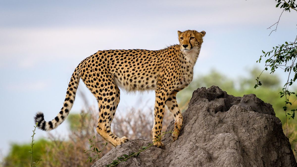 A cheetah standing alert on a rocky outcrop, with its distinctive black spots and a bushy tail, set against a blurred natural background.