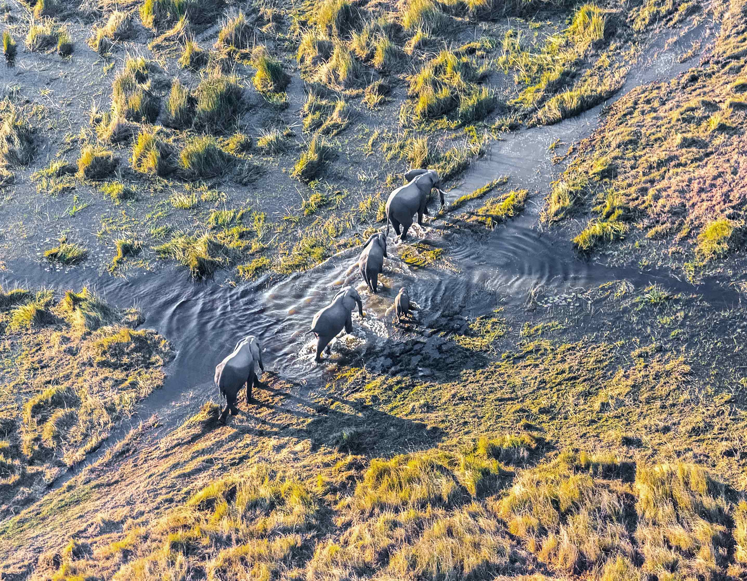 Aerial view of elephants crossing a shallow stream in a grassy landscape.