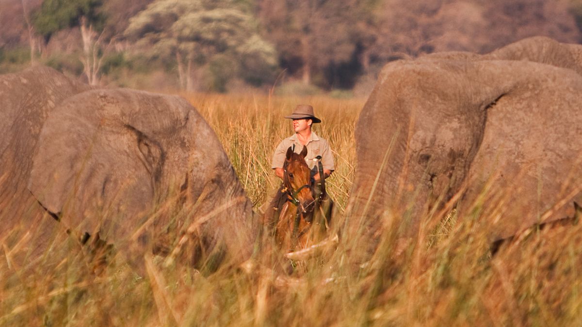 A person on horseback stands between two elephants in a tall grass field, with trees in the background. The scene is bathed in warm, golden light.