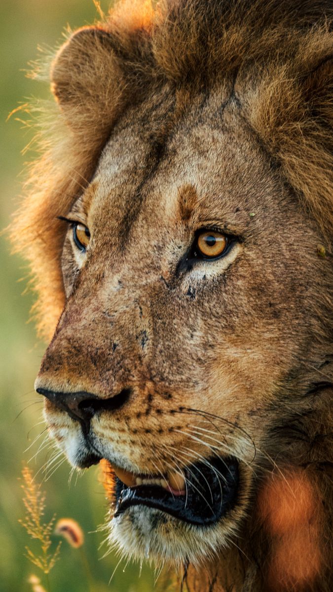 A close-up of a lion's face, featuring its golden eyes and impressive mane, illuminated by warm sunlight.