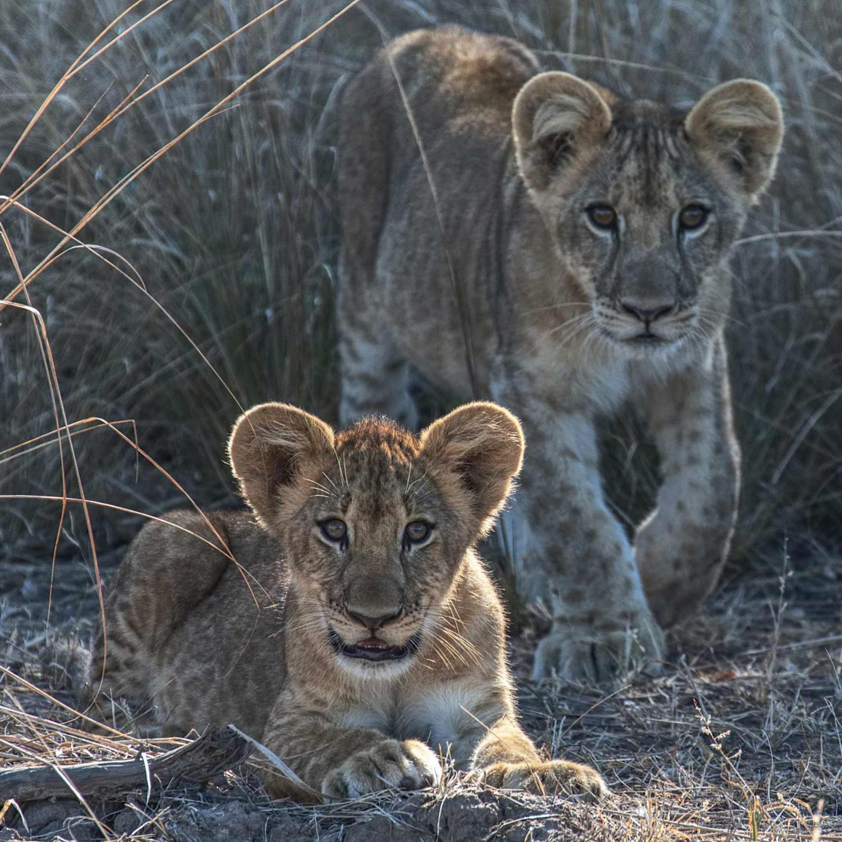 Two young lions, one lying down in the foreground and another standing behind, are surrounded by tall grass in their natural habitat. The lions are alert and appear curious, with soft sunlight illuminating their fur.