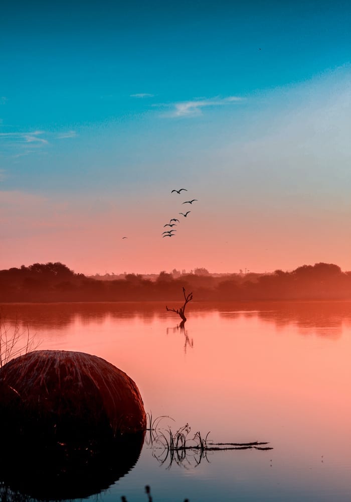 A serene sunrise over a calm body of water, featuring a silhouette of a bare tree and a large round object in the foreground. Birds fly in a V formation against a gradient sky of blue and pink.
