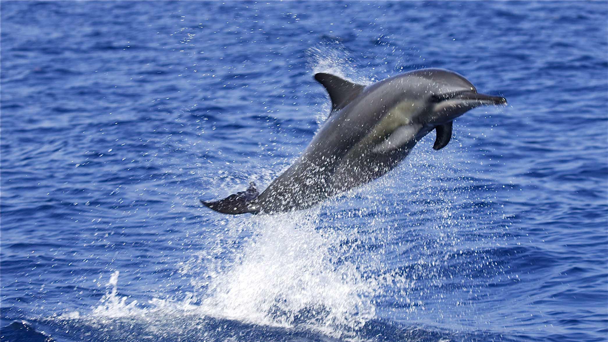 A dolphin leaps gracefully above the surface of the sparkling blue ocean, creating a splash as it breaches the water.