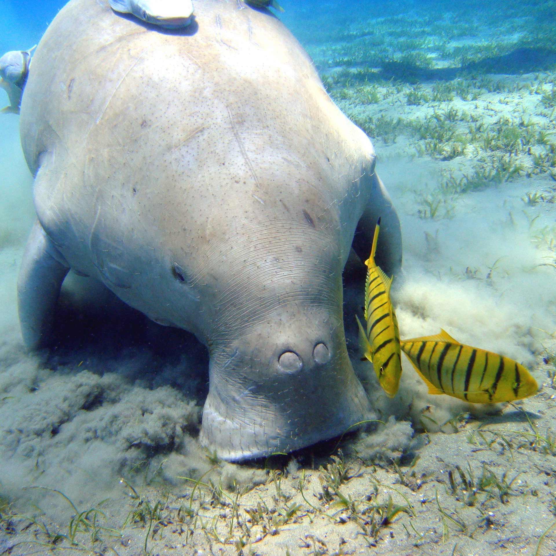 A manatee grazes on seagrass at the seabed while two yellow-and-black striped fish swim nearby.