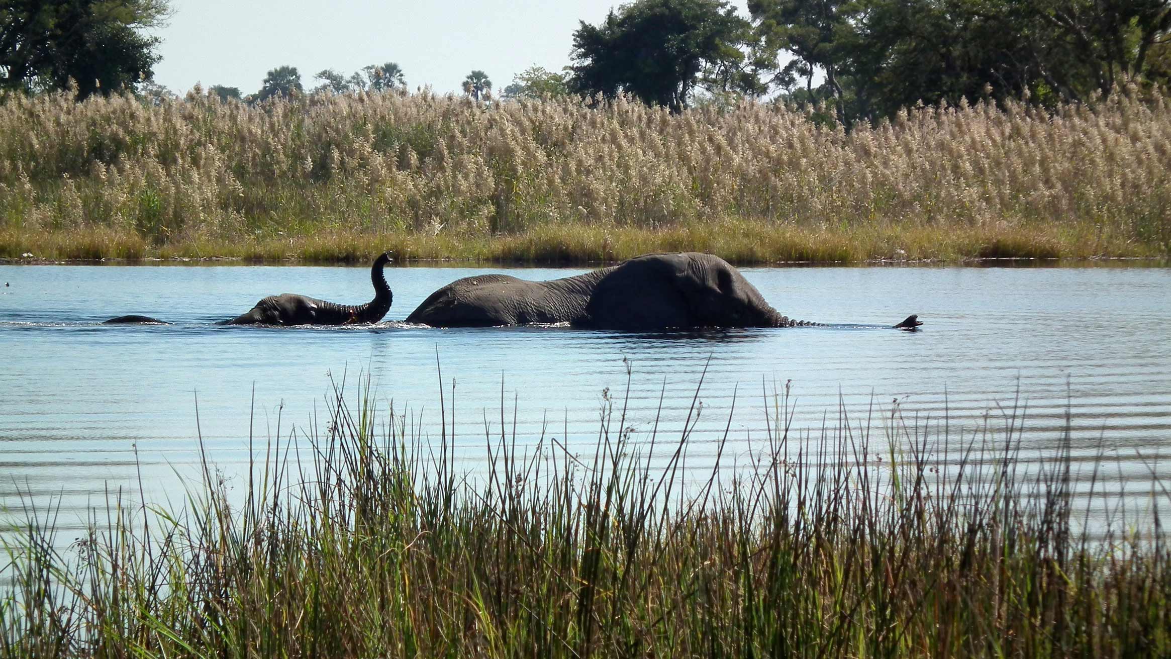 An elephant and its calf swim through calm water, with tall grasses and trees in the background.