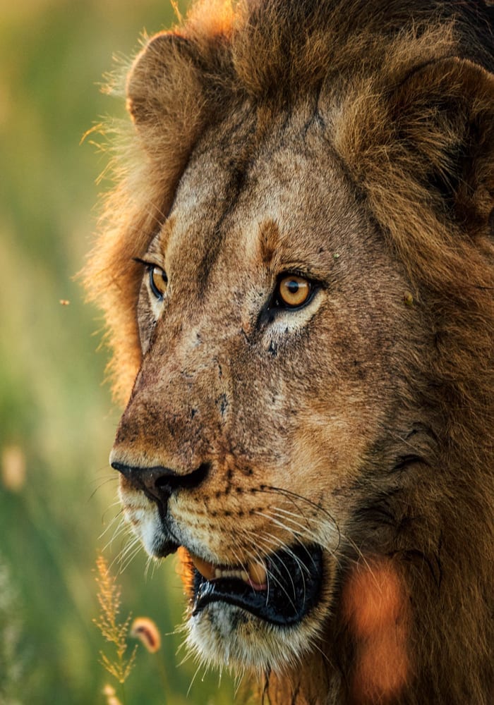 Close-up of a lion's face, showcasing its intense amber eyes and prominent mane, set against a blurred green background.