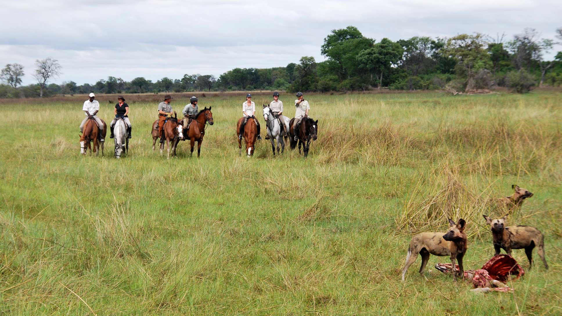 A group of six horseback riders in light-coloured clothing observe two African wild dogs feeding on a carcass in a grassy field. Lush greenery and scattered trees are visible in the background under a cloudy sky.