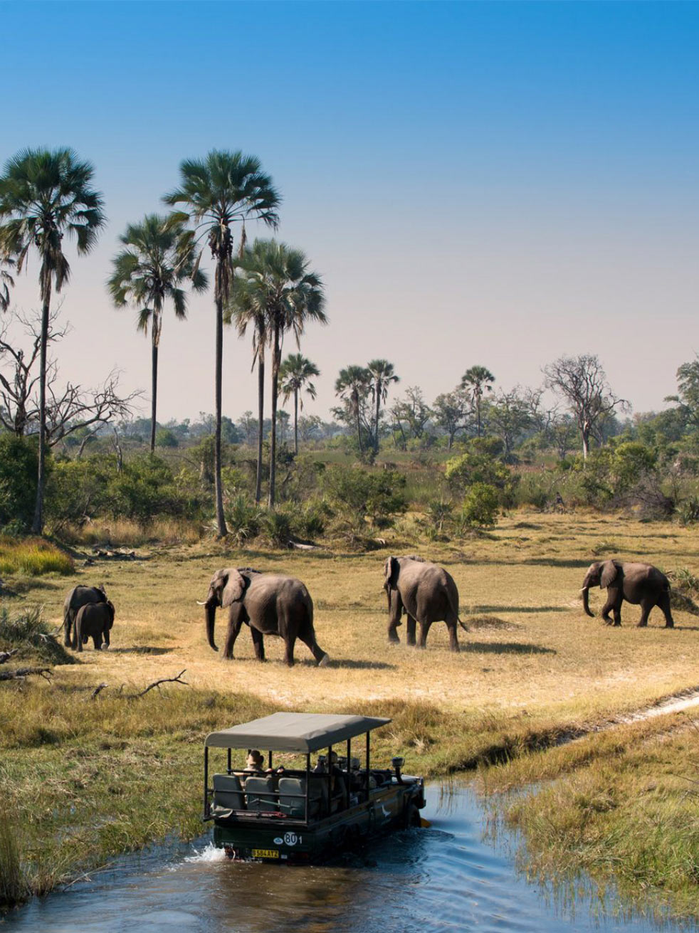 A safari vehicle on a riverbank observes a group of elephants grazing in a grassy plain, palm trees in the background and a clear blue sky overhead.