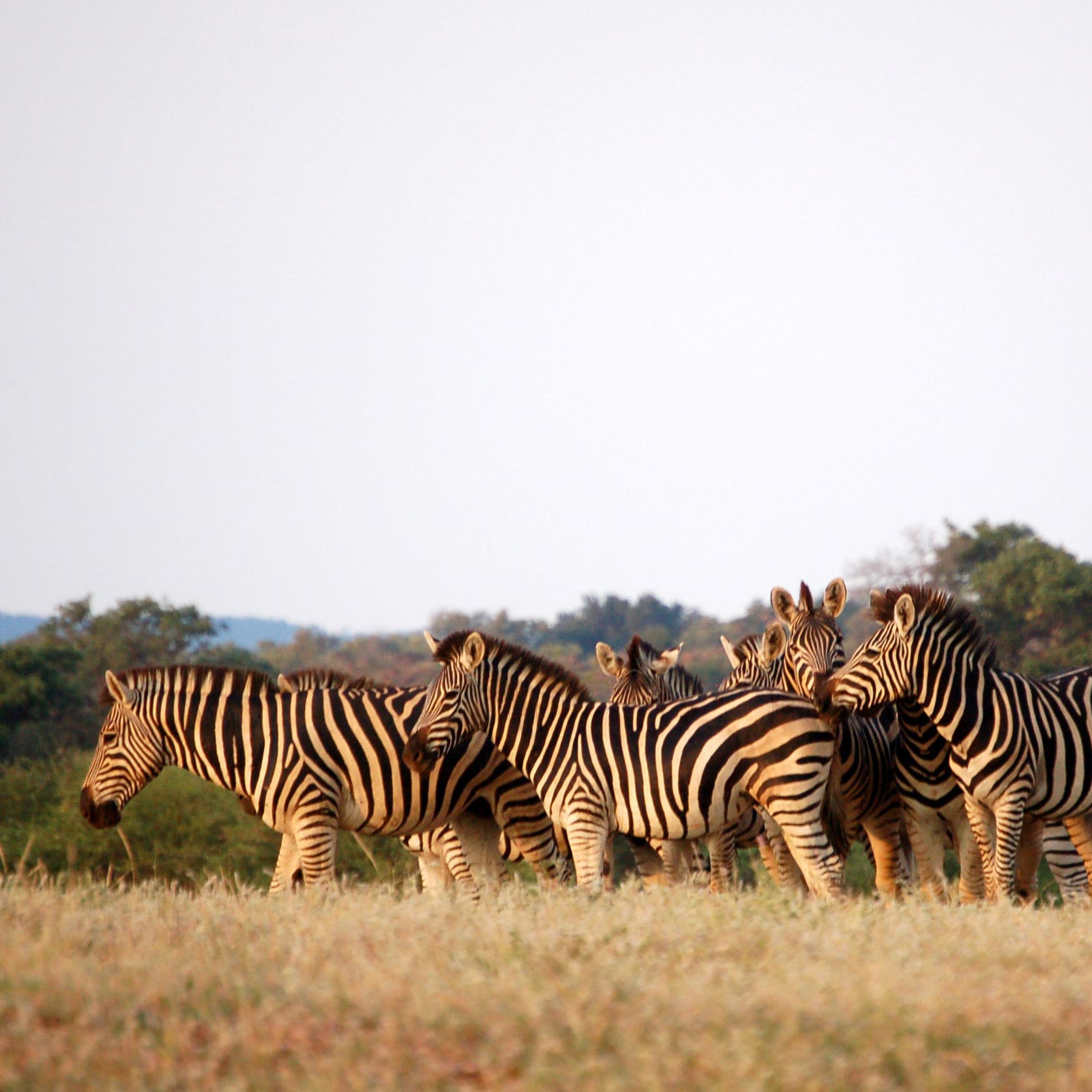 A small group of zebras standing together in a grassy field, showcasing their distinctive black and white stripes against a muted background.