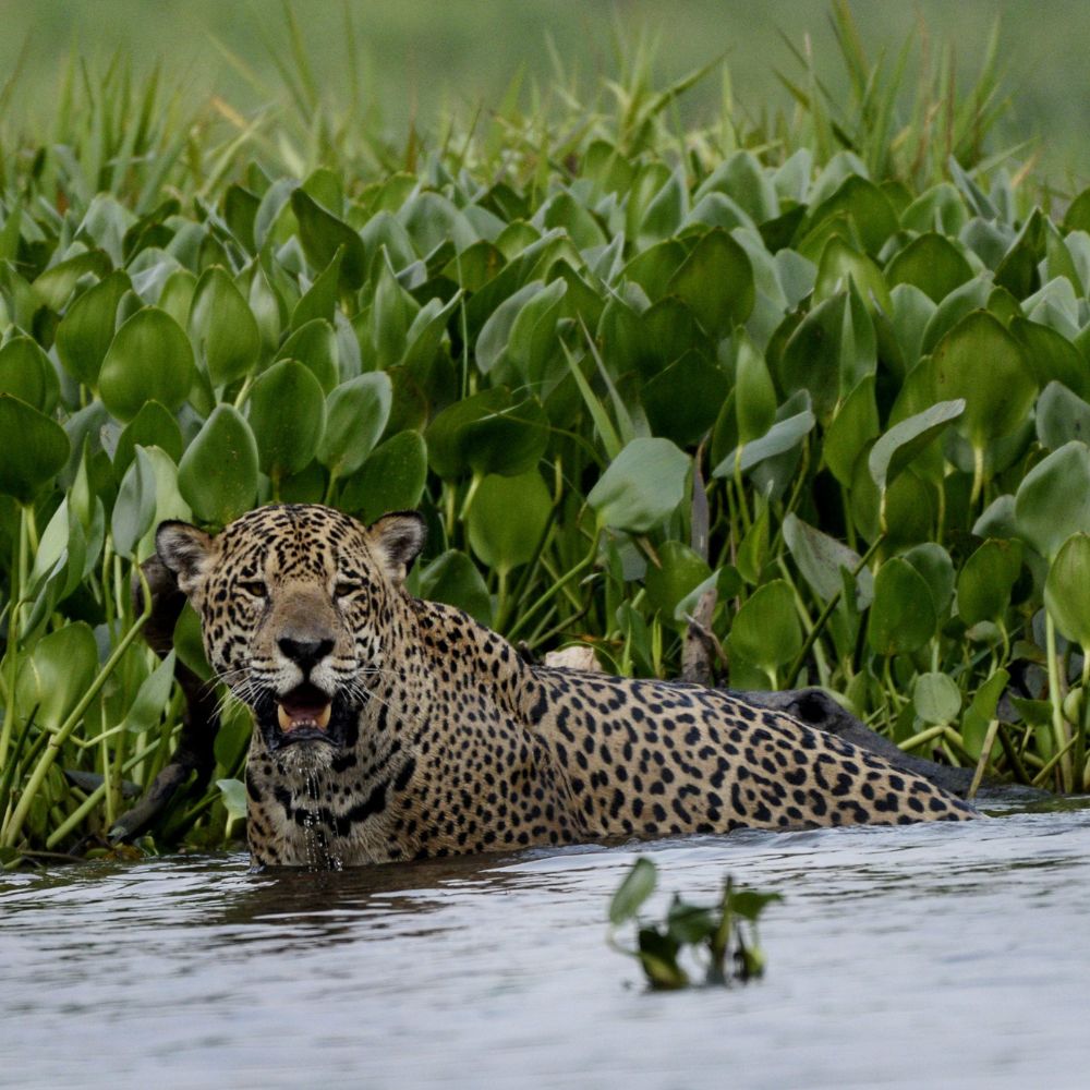 A leopard rests in shallow water surrounded by green vegetation. Its distinctive spotted fur glistens as it looks curiously at the viewer.