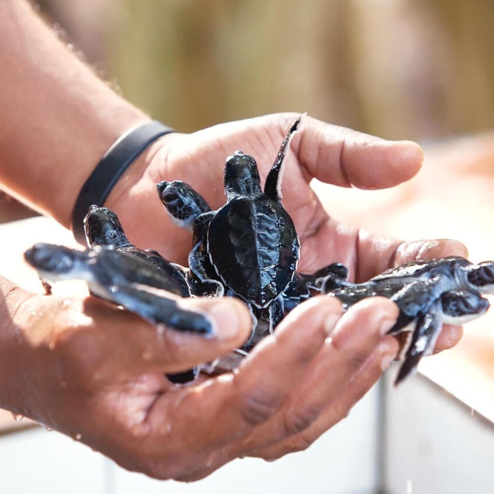 A person holding multiple small, dark-colored sea turtles in their hands, with water droplets glistening on the turtles' shells.