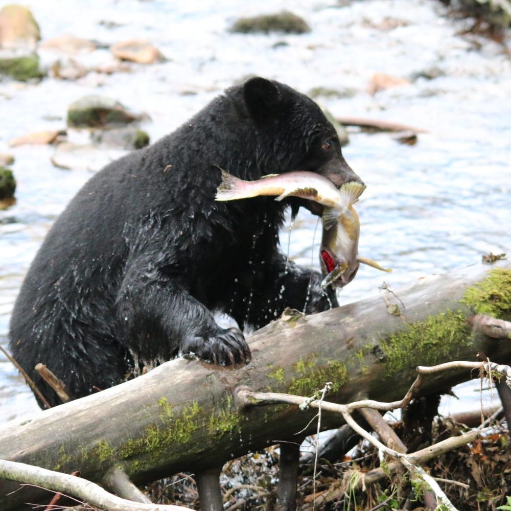 A black bear stands by a river, holding a fish in its mouth, with water splashing around and logs scattered on the riverbank.